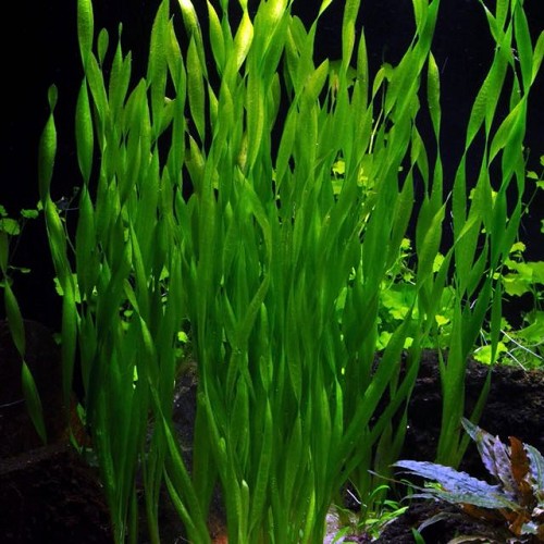 Vallisneria asiatica - Asiatische Wasserschraube im topf
